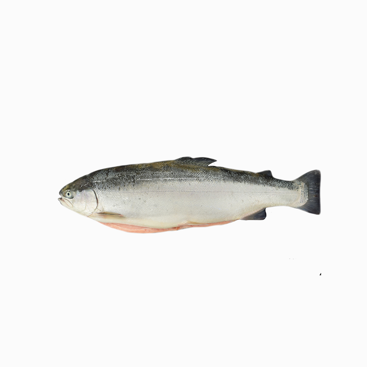 Farmed Trout thumbnail