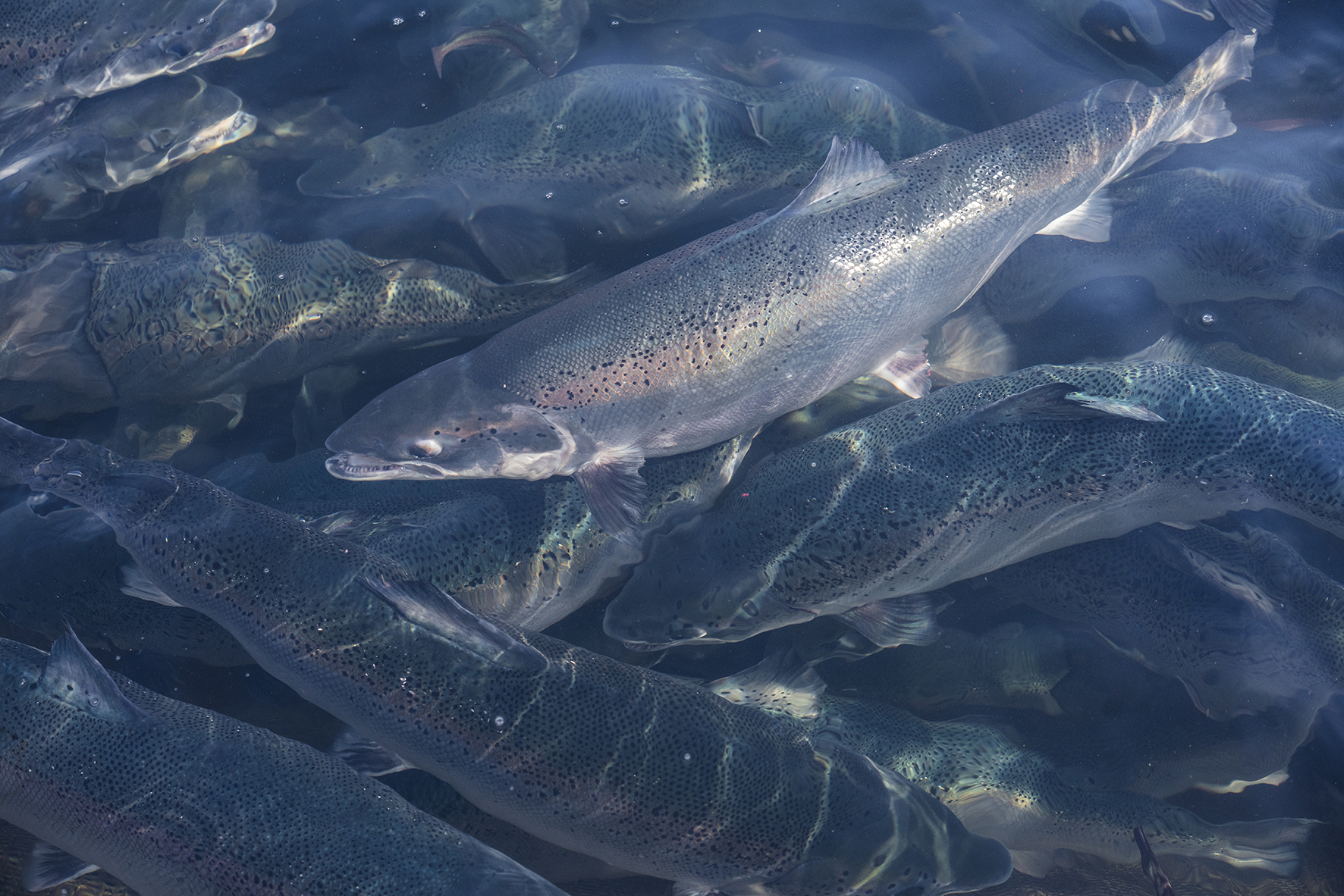 Loch duart salmon