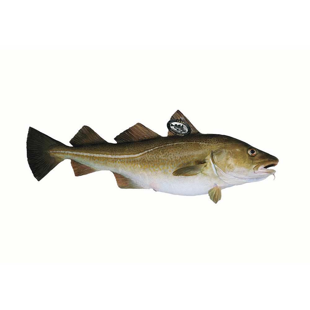 Skrei Cod