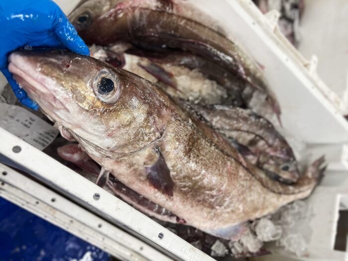 Whole, fresh haddock held by a fishmonger wearing blue latex gloves over an ice box of whole haddock.