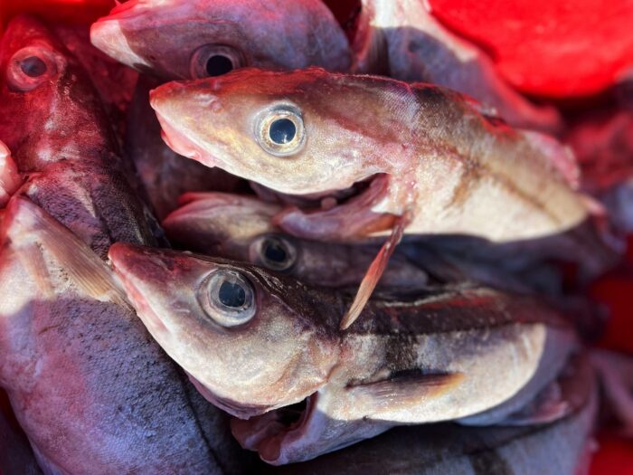 A stack of whole haddock neatly piled.