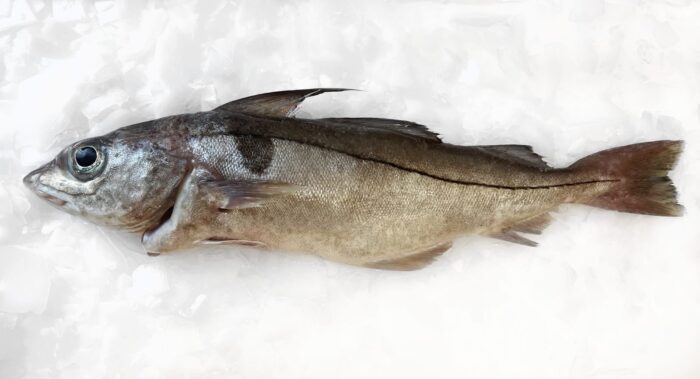 Whole haddock on ice.