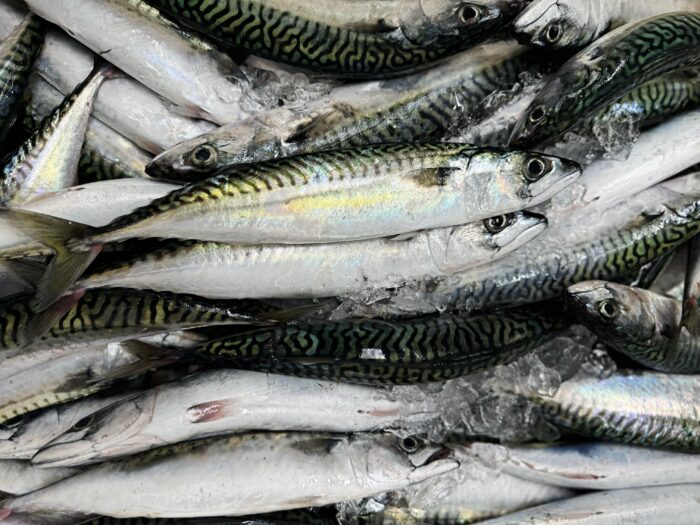 Neatly stacked fresh, whole mackerel on ice.