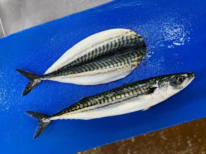 A fresh whole mackerel and mackerel fillet side by side on a blue chopping board.