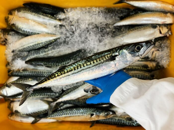 Fishmonger holding a fresh, whole mackerel above an ice box of mackerel.