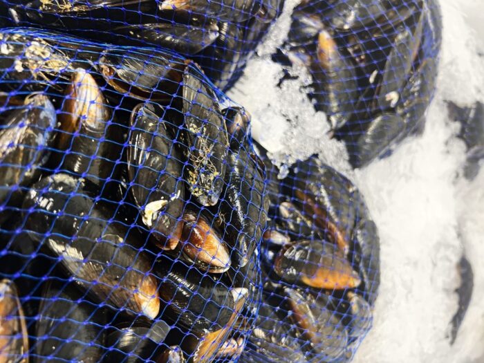 Four blue netted bags containing mussels surrounded by ice.