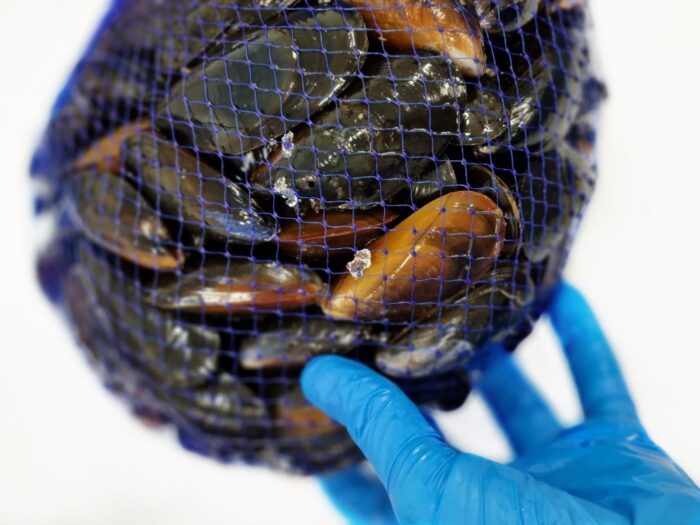 A hand in a blue latex glove holding a blue netted bag containing fresh mussels