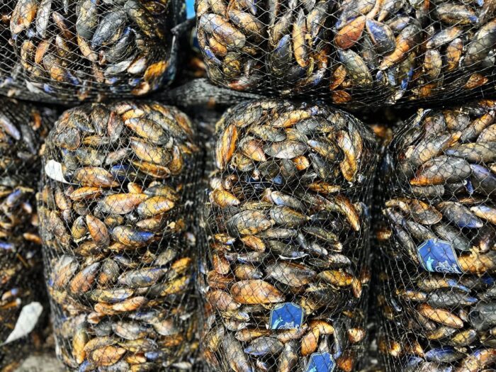 Large black netted bags containing fresh mussels