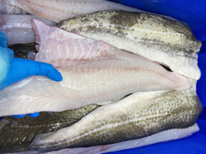 Fishmonger wearing blue latex gloves holding a fresh fillet of cod on top of a neat stack of cod fillets.