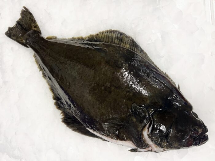 Whole Halibut on ice