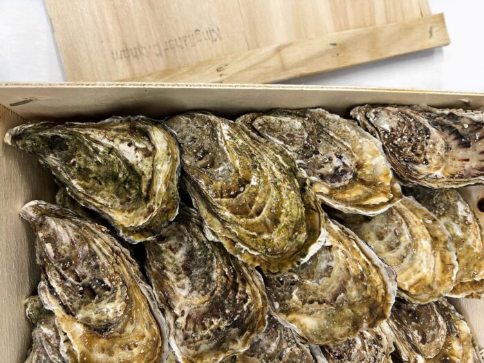 Fresh Oysters neatly packed into a wooden box