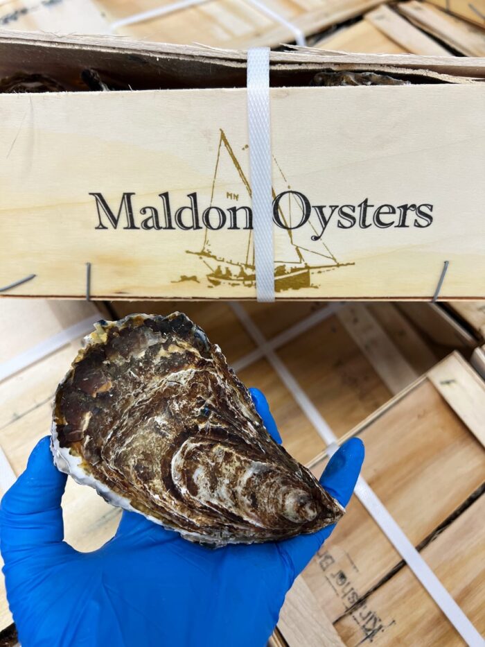 A hand in a blue latex glove holding an Oyster in front of a wooden box printed with a boat with sails and Maldon Oysters on it.