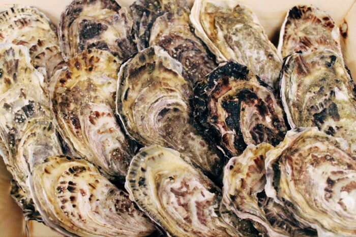 A selection of oysters neatly stacked