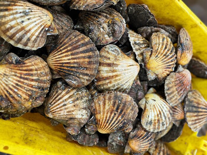 Whole scallops neatly arranged in a yellow container