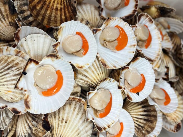 Eleven open scallop shells on a bed of neatly arranged whole scallops