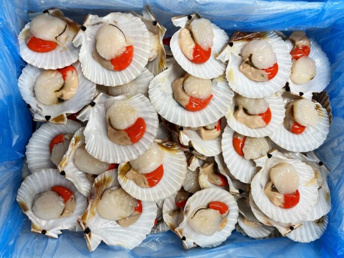 Open scallops in half a shell neatly arranged in a box lined with blue plastic.