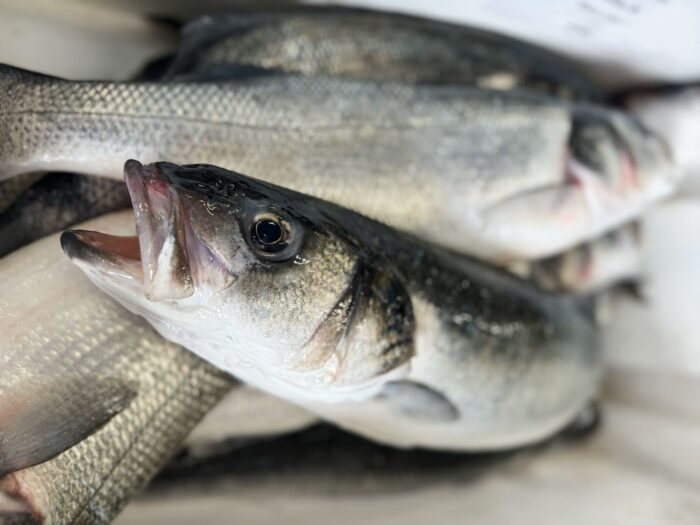 Close up image of an open mouthed sea bass surrounded by a blurred background of sea bass.