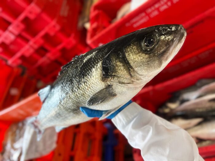 Whole seabass held by a fishmonger in a white coat and blue gloves in front of red container boxes.