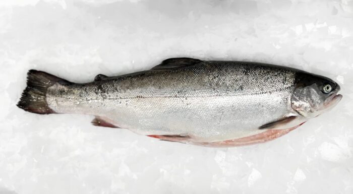 Whole, prepared trout on a bed of ice