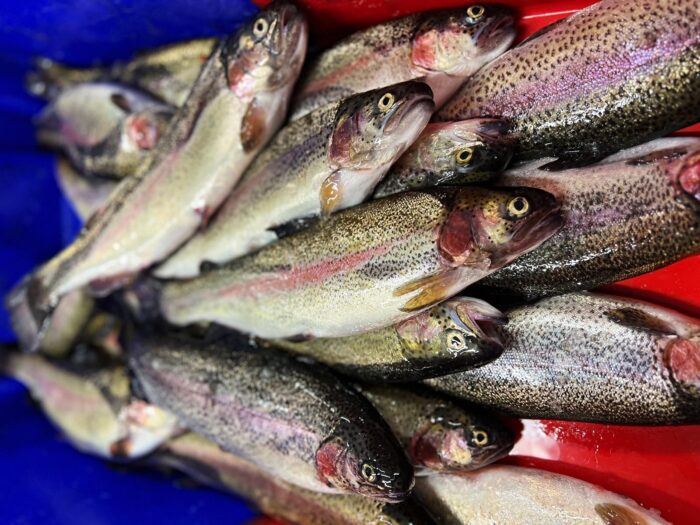 Whole trout neatly arranged in a red and blue container.